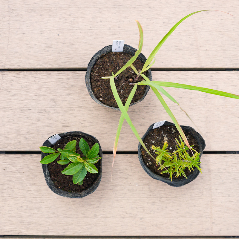 BS182_お茶・ティーセット 花 苗 植物 家庭菜園 花壇 プラン