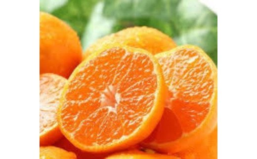 DV128_季節のフルーツ（くだもの）定期便12カ月