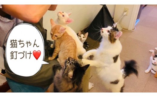 FB093　猫の無添加おやつ☆天然いのししジャーキー4個