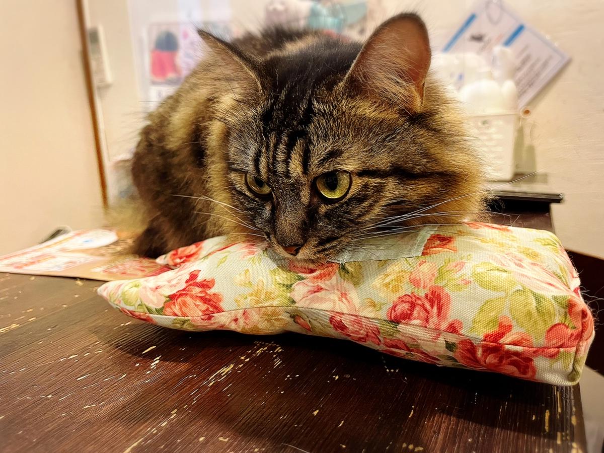 FB116_天然100%無添加・無農薬またたびパウダー＆猫まくら1個