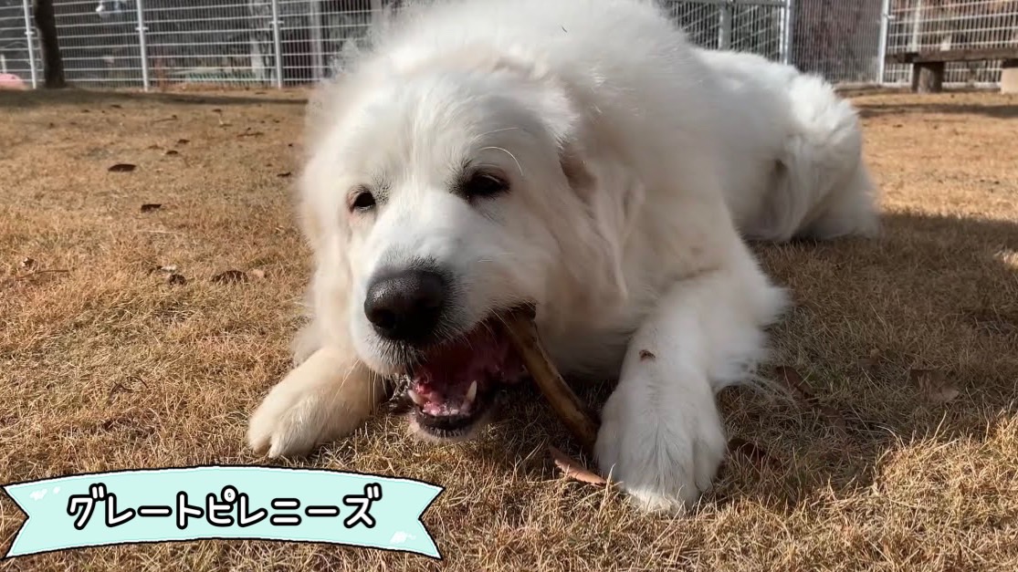 FB132_【お試し1本】大型犬向け☆天然いのししの骨ガム