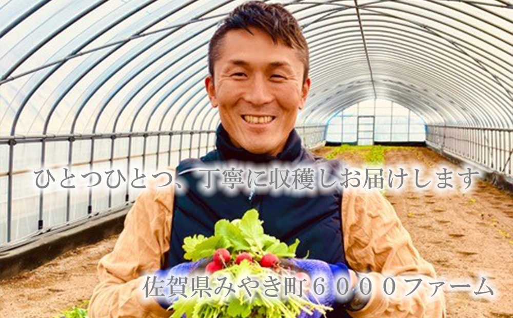 FV019_【６回定期便】6000.FARMの有機野菜のサラダセット