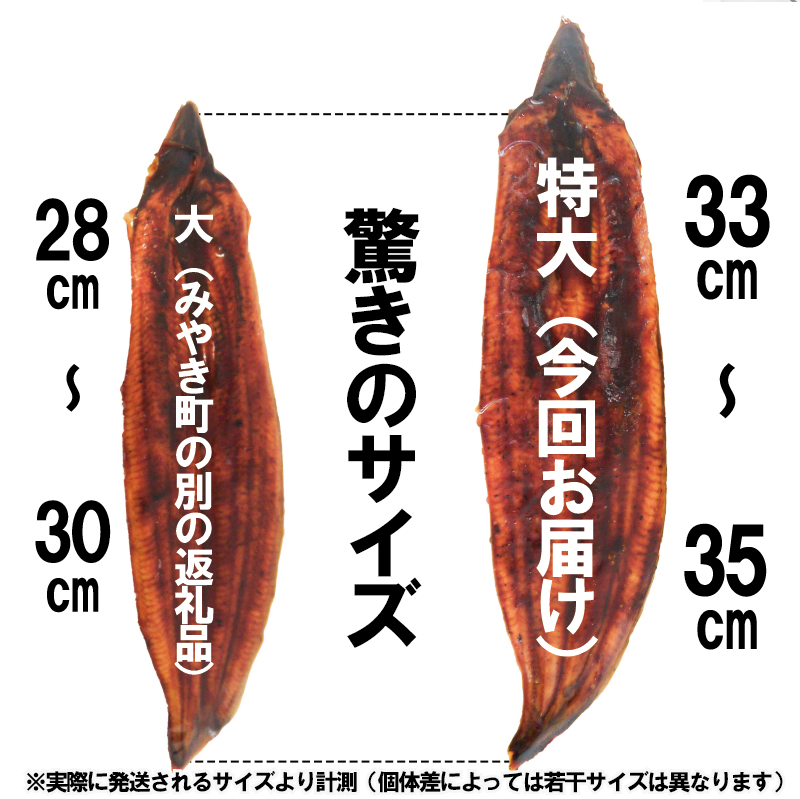 FK037_特大サイズ計１ｋｇの有頭鰻かば焼 1尾あたり約334ｇ前