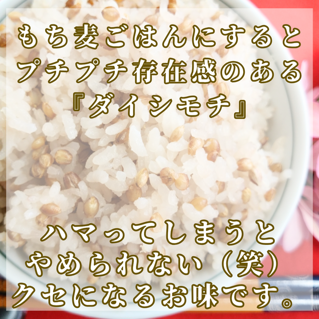 CIC20_【１２回定期便】ダイシモチ４ｋｇ もち麦 キラリ も