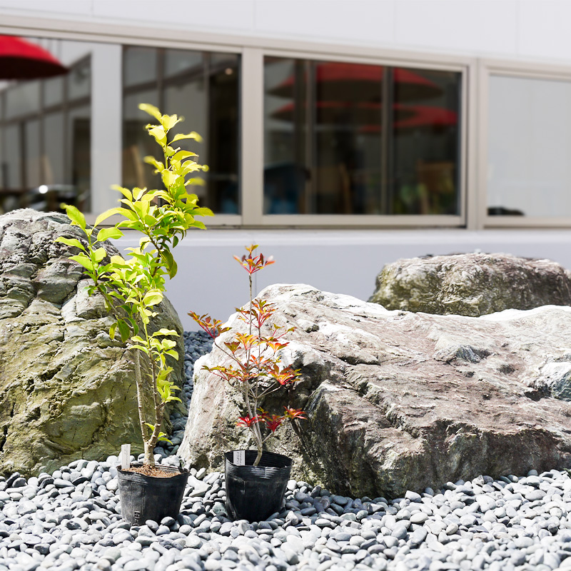 BS180_シンボルツリーセット 花 苗 植物 家庭菜園 花壇 プラ