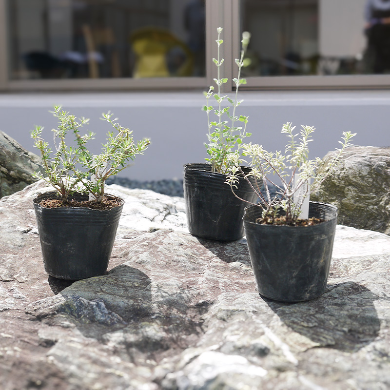 BS181_OGホワイトセット 花 苗 植物 家庭菜園 花壇 プランター