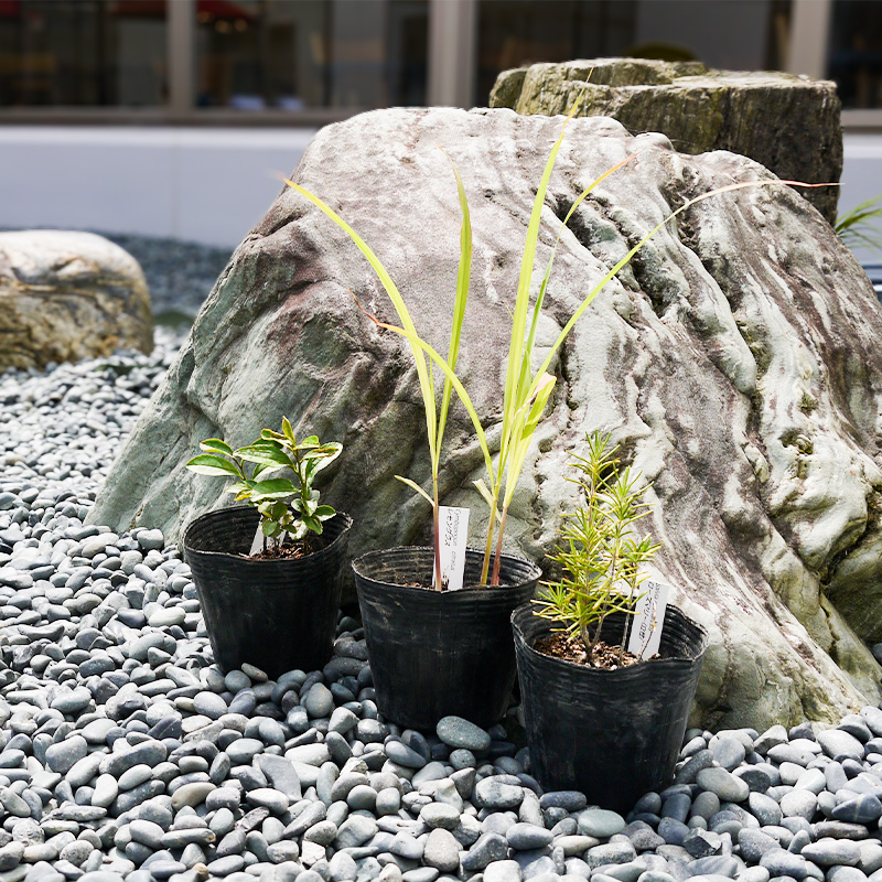 BS182_お茶・ティーセット 花 苗 植物 家庭菜園 花壇 プラン
