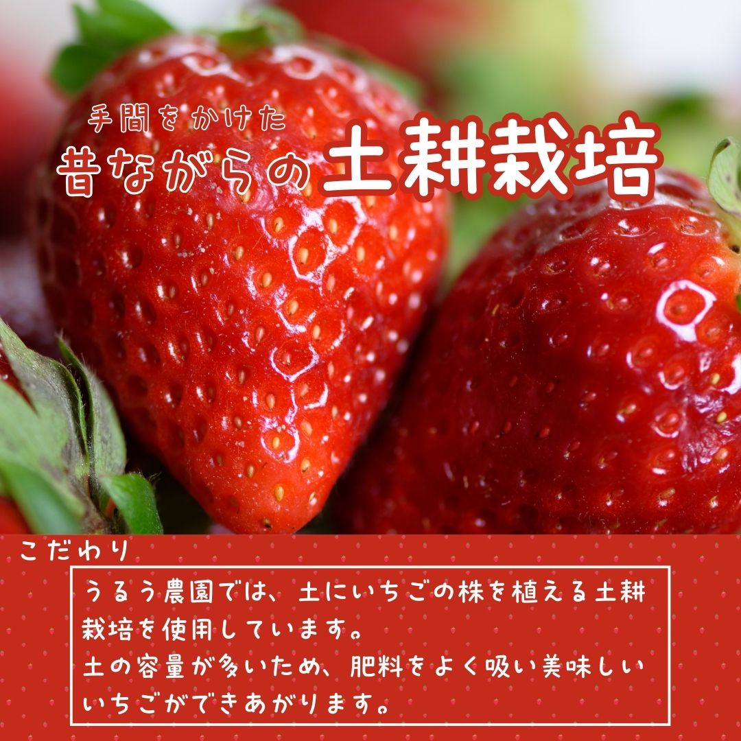 GF007_【2026年6月以降発送】冷凍白いちご１ｋｇ