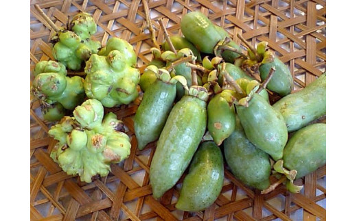 FB103  猫用☆天然100％無添加・ 無農薬またたびパウダー＆蹴