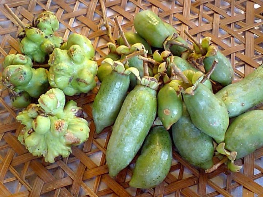 FB116_天然100%無添加・無農薬またたびパウダー＆猫まくら1個