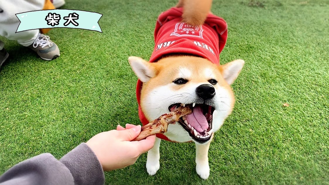 FB131_【お試し2本】中型犬向け☆天然いのししの骨ガム