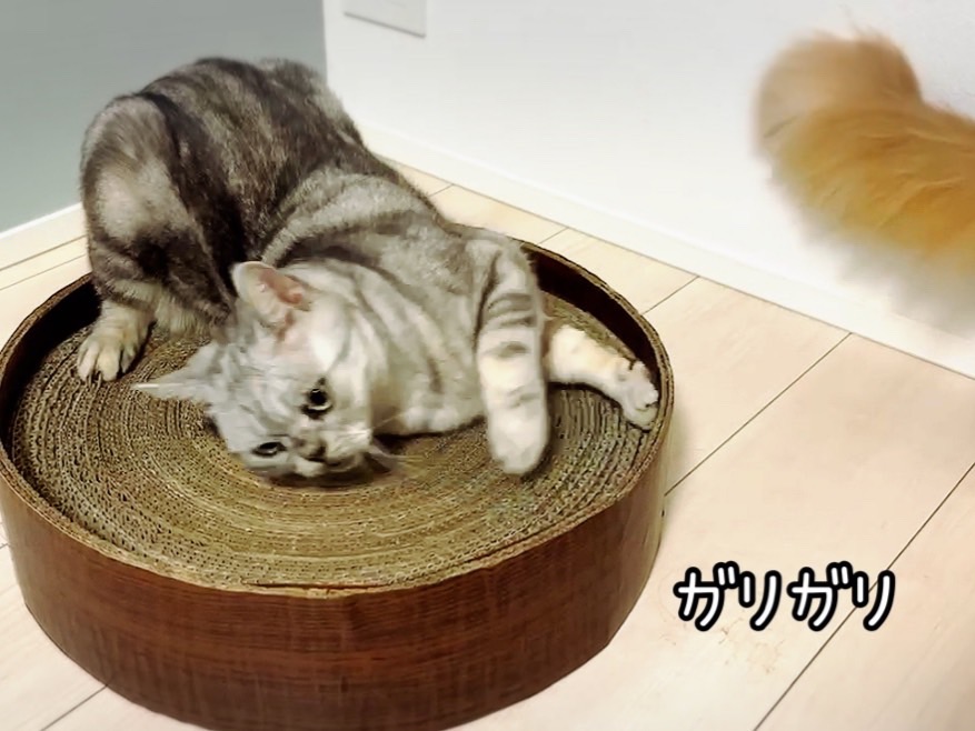 FB164_ねこちゃんストレス解消☆爪とぎサークル&天然100％ま