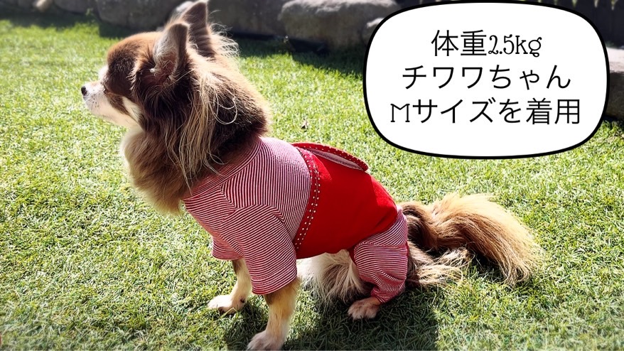 FB158_超小型犬・シニア犬の冷え性対策腹まき☆Sサイズ【お