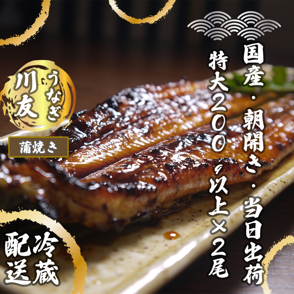 AK003_【冷蔵発送】朝開き国産うなぎ 当日発送２尾（1尾あた