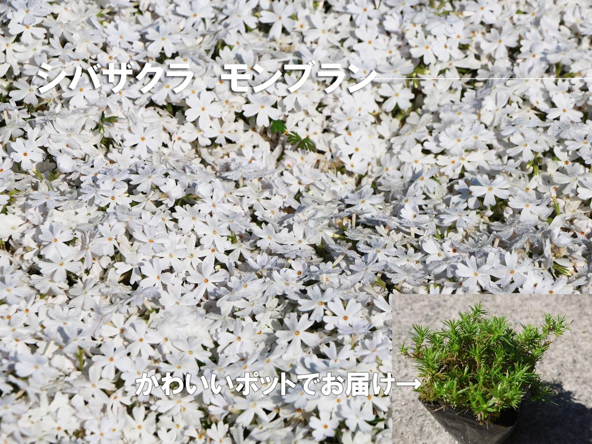 BS152_シバザクラ　モンブラン10個 花 苗 植物 家庭菜園 花壇 