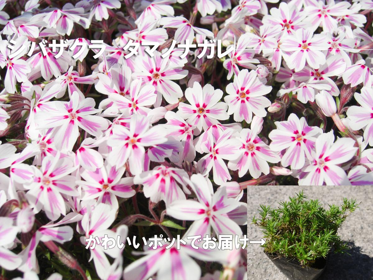 BS153_シバザクラ　タマノナガレ10個 花 苗 植物 家庭菜園 花