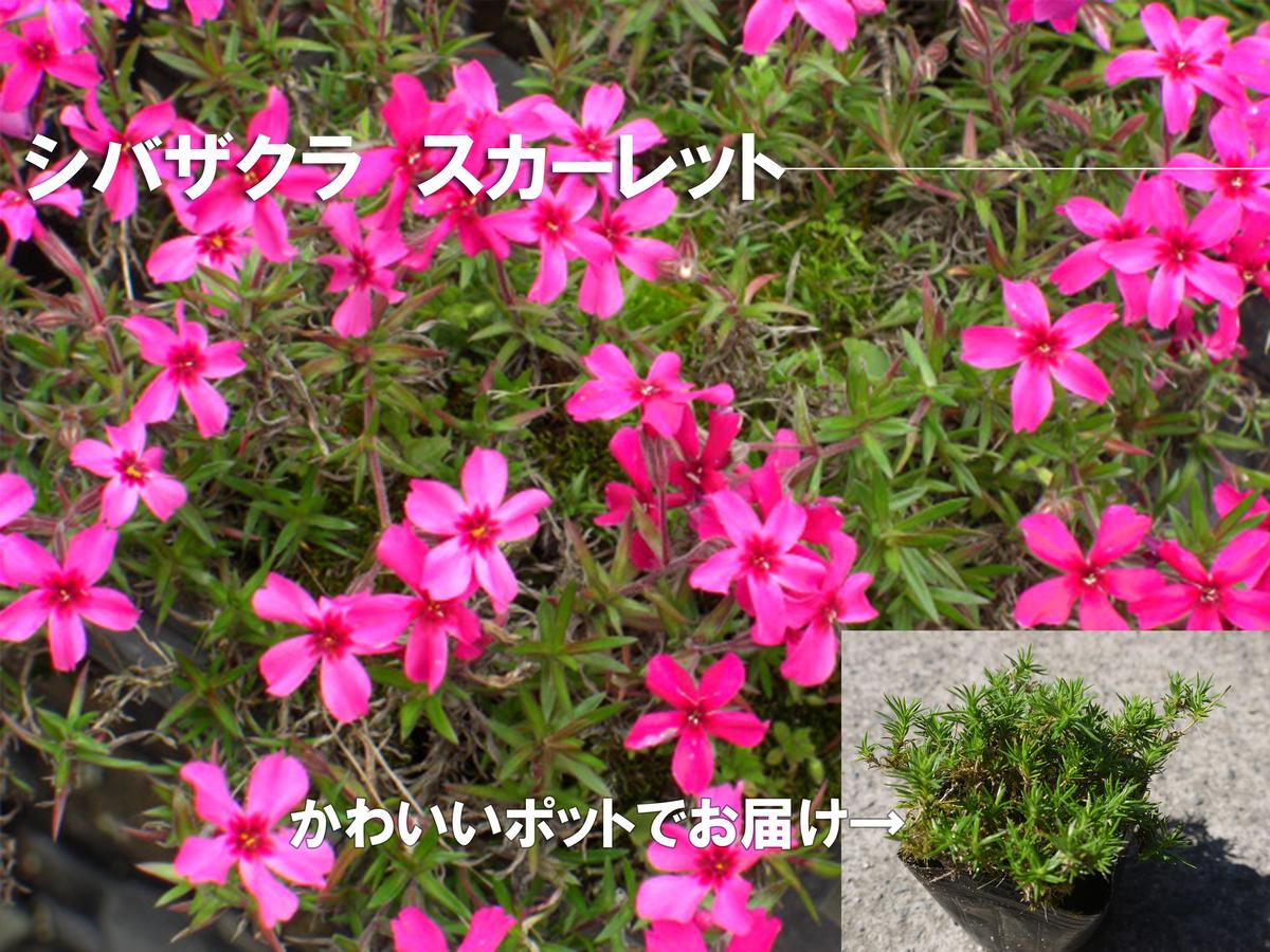 BS154_シバザクラ　スカーレット10個 花 苗 植物 家庭菜園 花