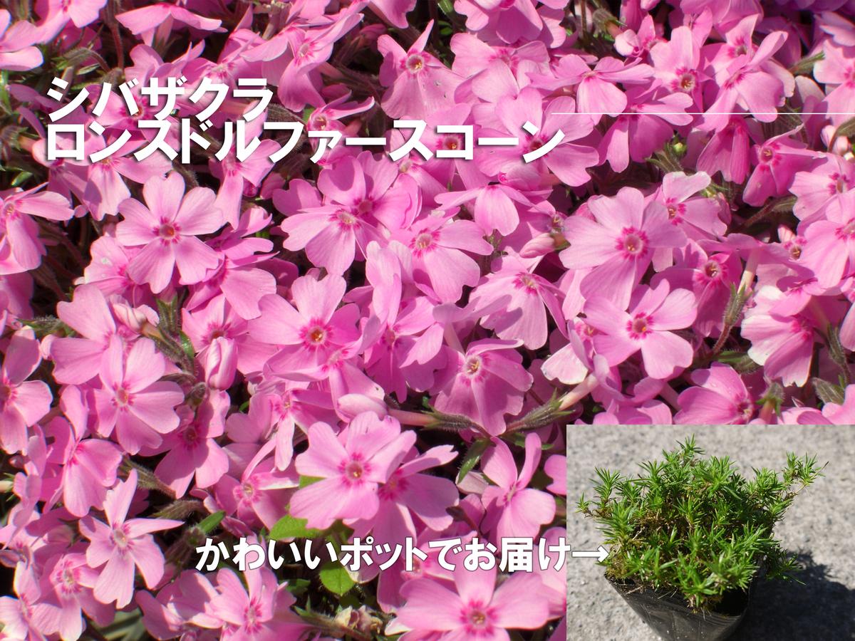 BS162_シバザクラ　ロンスドルファースコーン20個 花 苗 植物