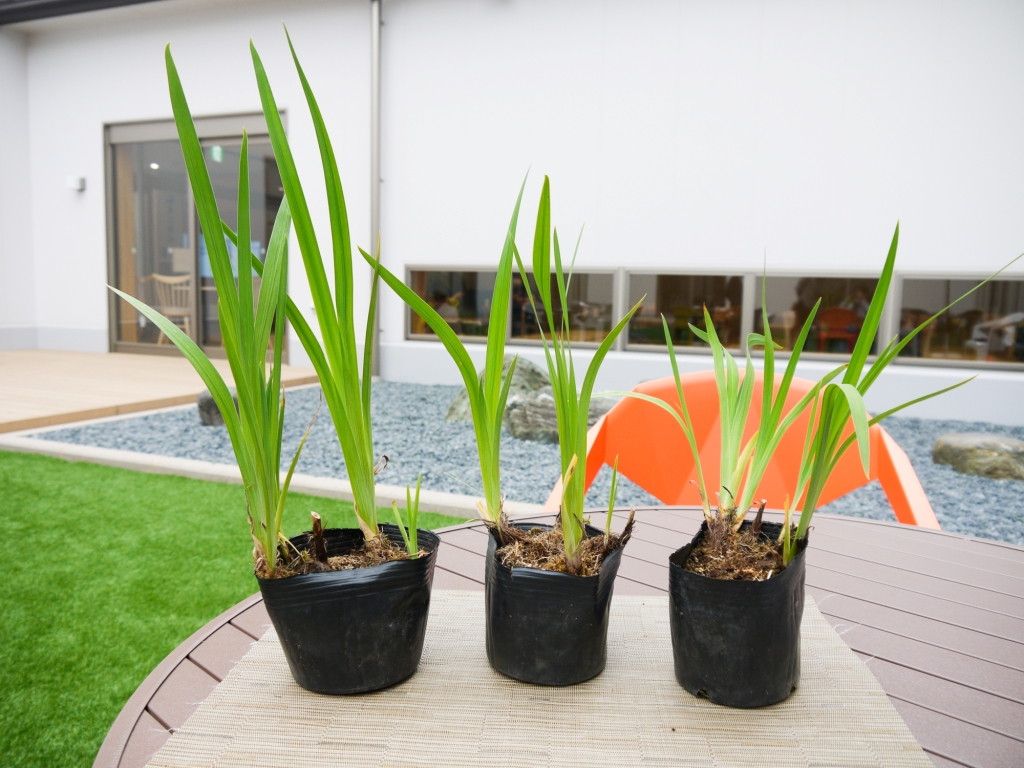 BS112_ショウブセット 花 苗 植物 家庭菜園 花壇 プランター 