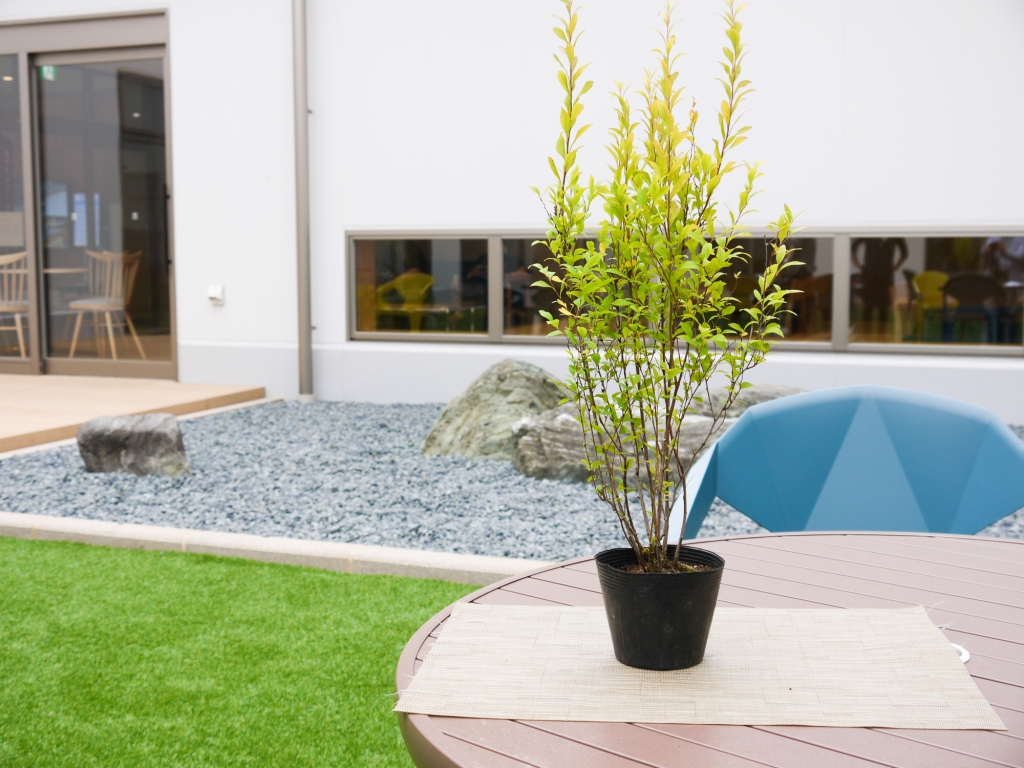 BS179_ユキヤナギ【白】 花 苗 植物 家庭菜園 花壇 プランタ