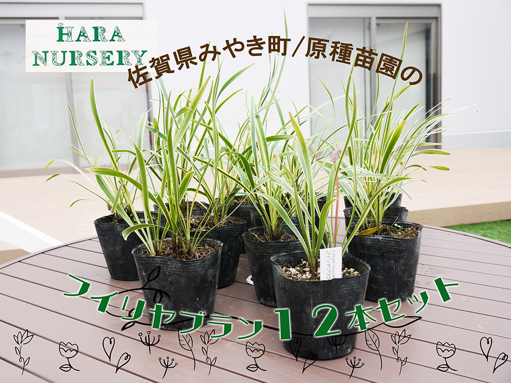 BS147_フイリヤブラン12本セット　花 苗 植物 家庭菜園 花壇 