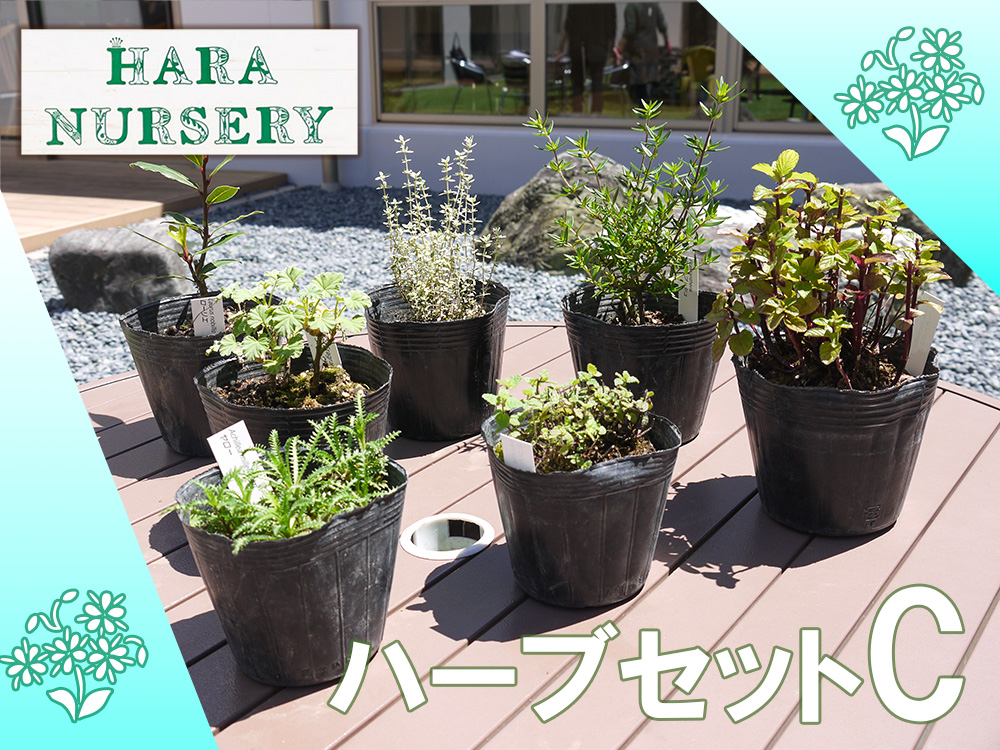 BS174_ハーブセットC　花 苗 植物 家庭菜園 花壇 プランター 