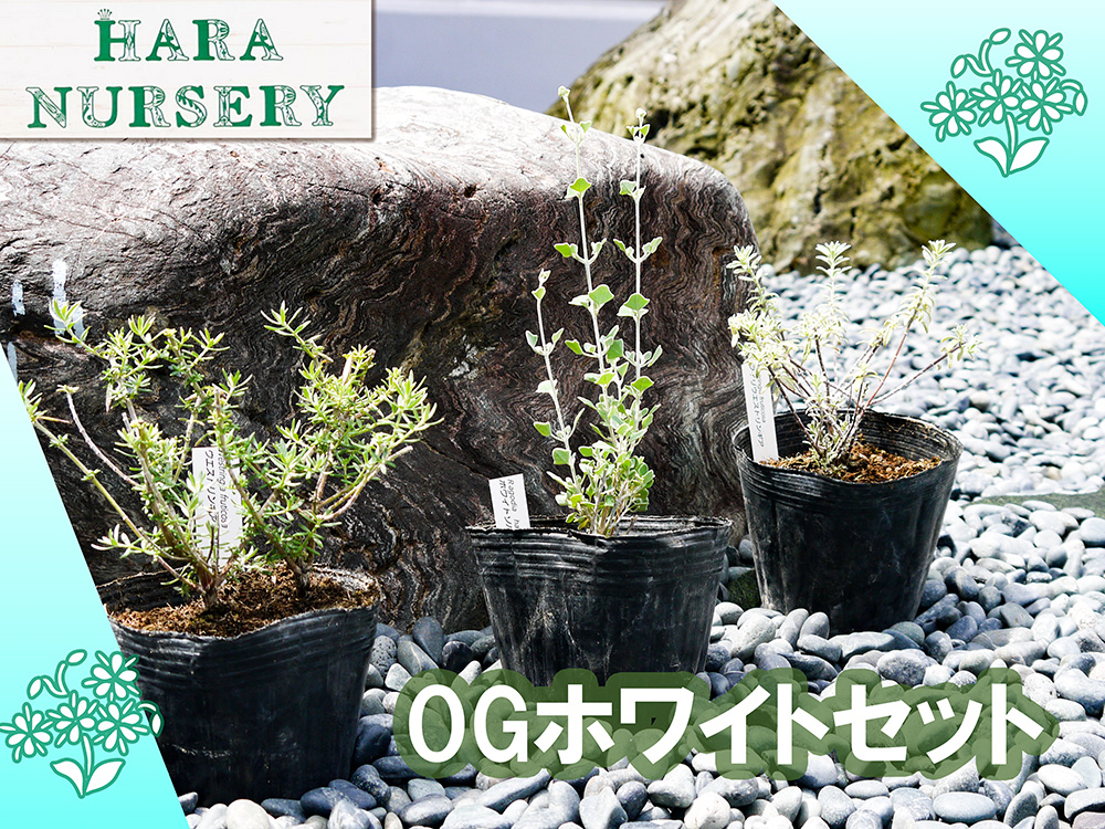 BS181_OGホワイトセット 花 苗 植物 家庭菜園 花壇 プランター