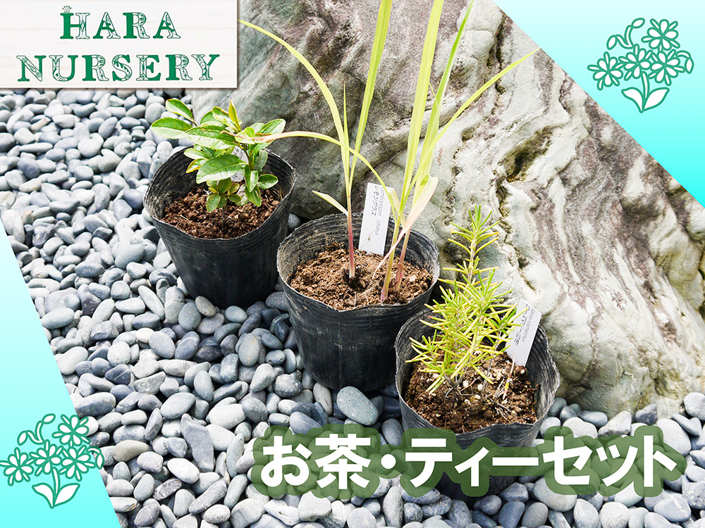 BS182_お茶・ティーセット 花 苗 植物 家庭菜園 花壇 プラン