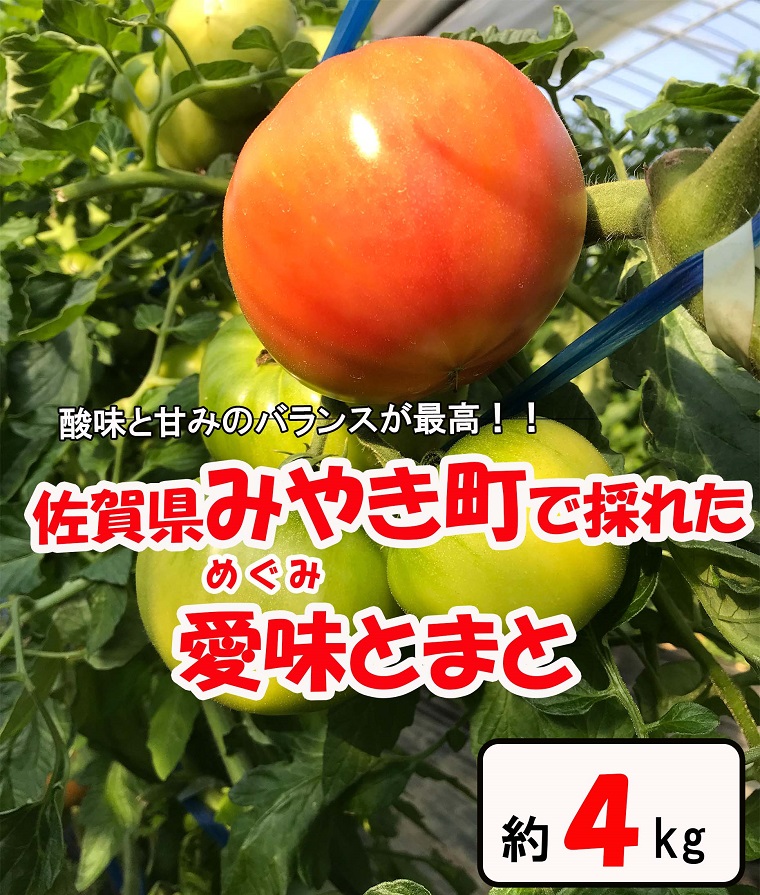 佐賀県産愛味とまと めぐみトマト約4kg