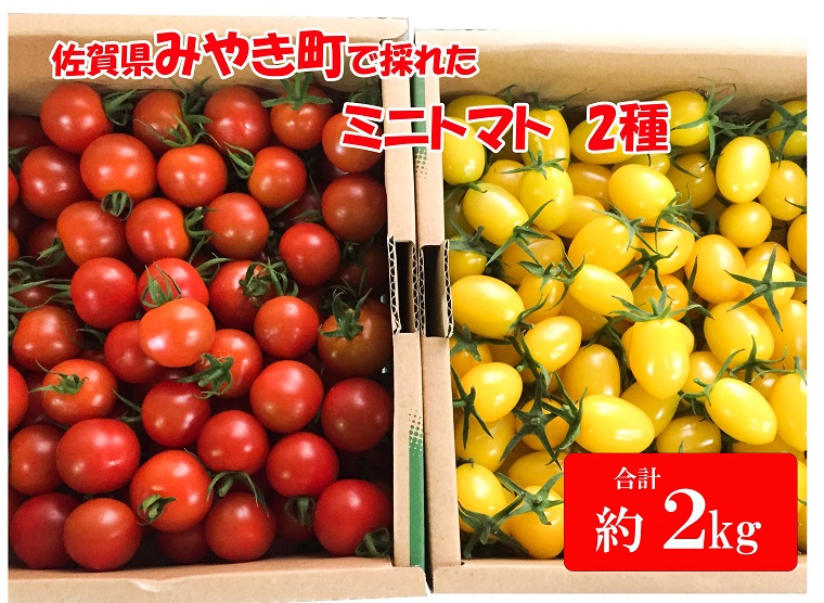 AR002　みやき町産ミニトマト　2種セット　各約1ｋｇ お届け