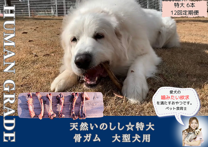 FB183_大型犬向け☆天然いのししの骨ガム6本【定期便】全12