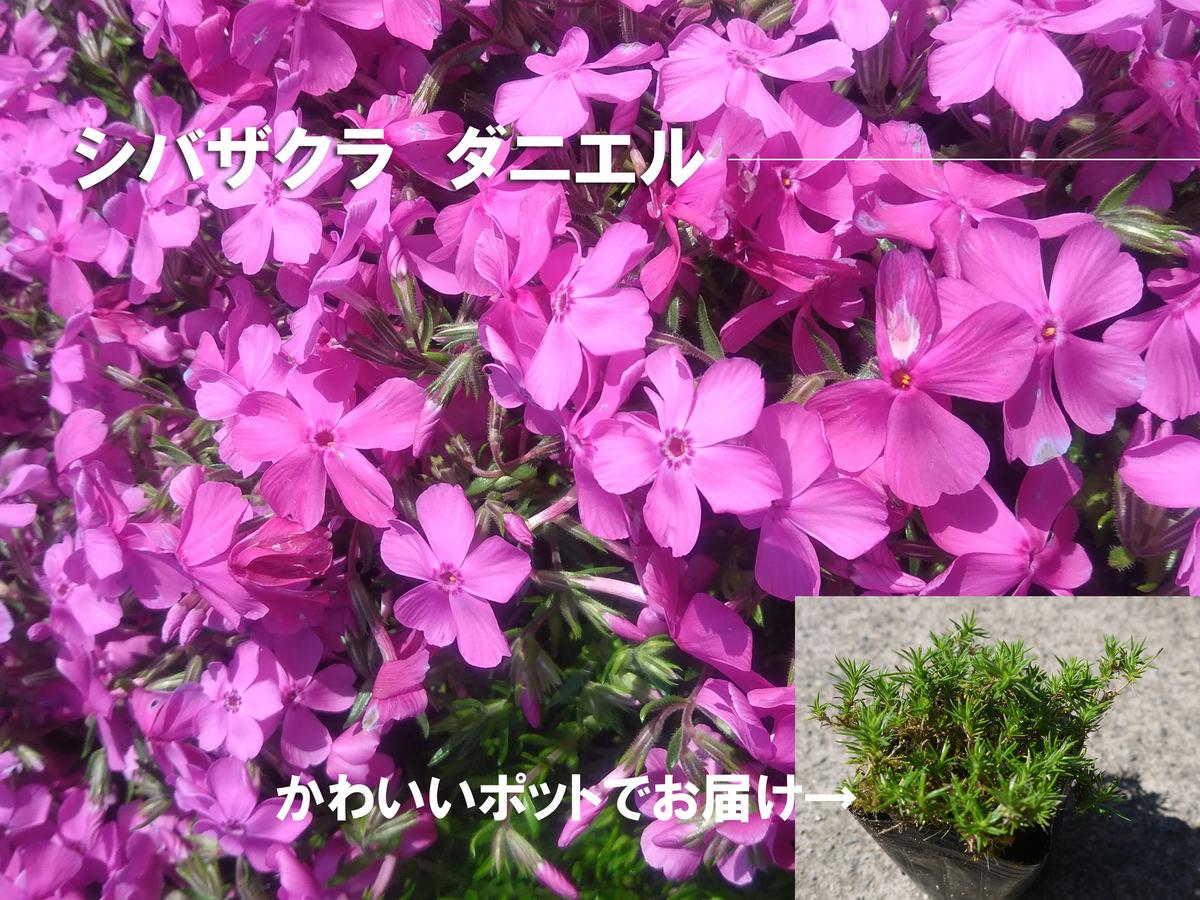 BS151_ シバザクラ　ダニエル10個 花 苗 植物 家庭菜園 花壇