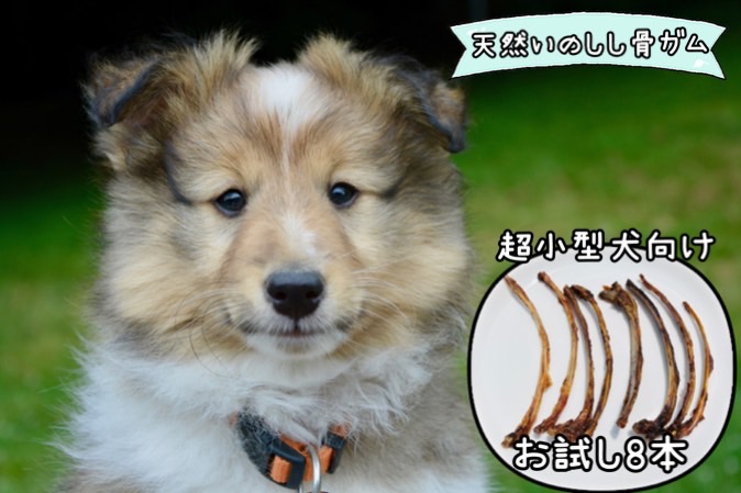 FB129_【お試し8本】超小型犬向け☆天然いのししの骨ガム(極