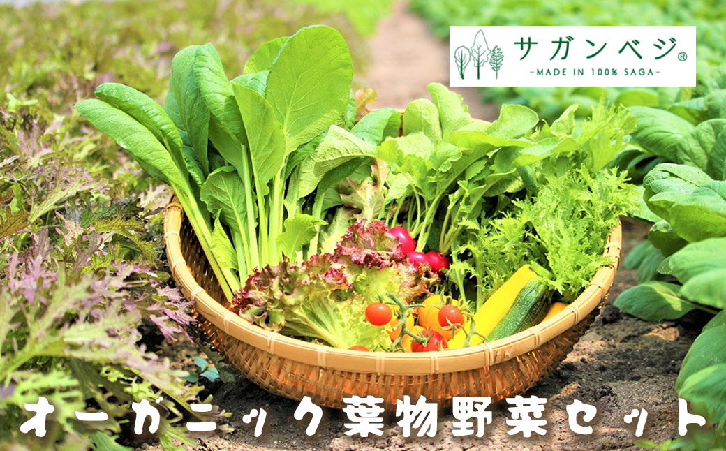 CQ035_オーガニック葉物野菜セット【植物性で育てた完全無