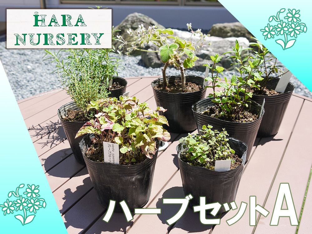 BS172_ハーブセットA　花 苗 植物 家庭菜園 花壇 プランター