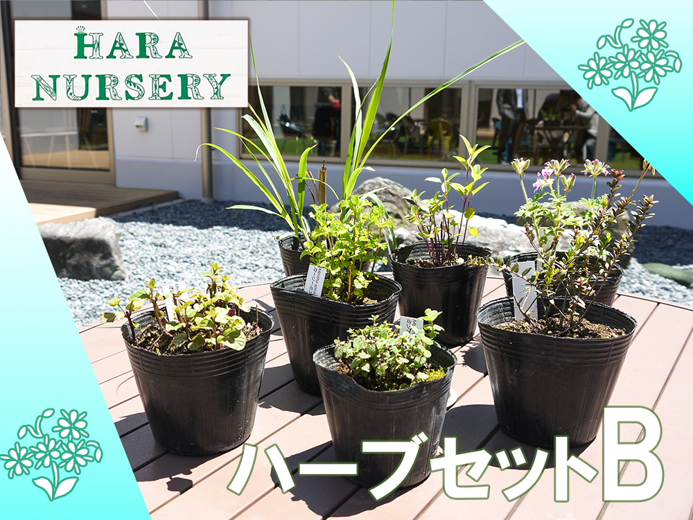 BS173_ハーブセットB　花 苗 植物 家庭菜園 花壇 プランター