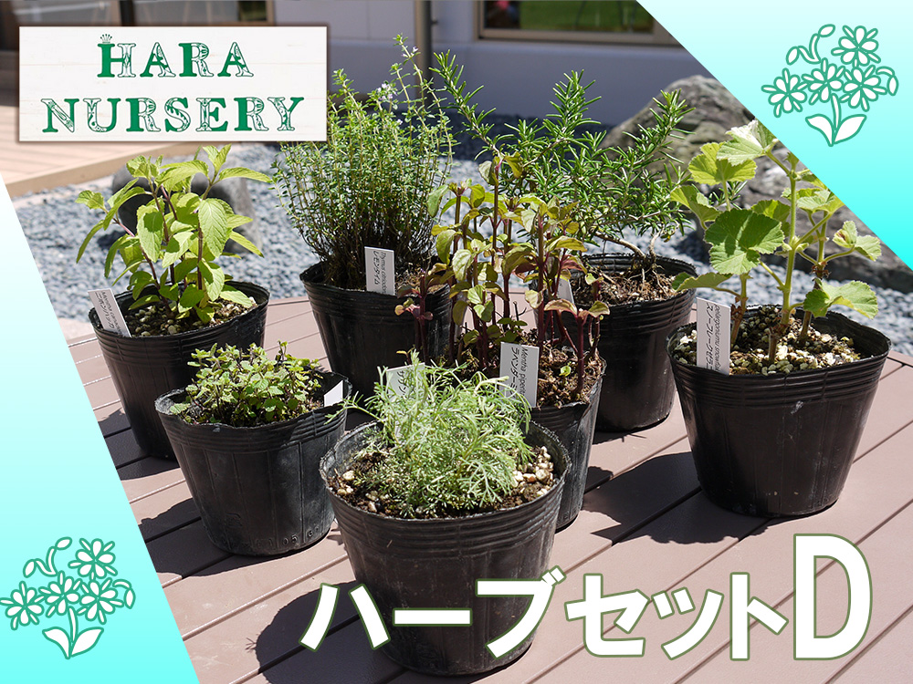 BS175_ハーブセットD　花 苗 植物 家庭菜園 花壇 プランター