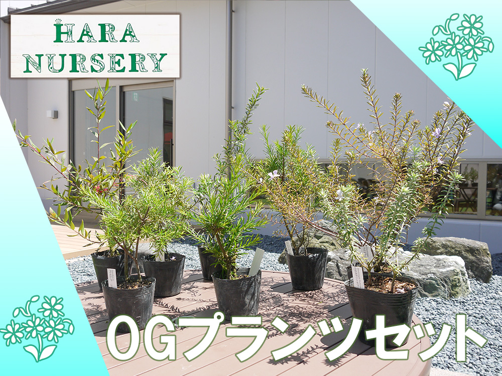 BS176_OGプランツセット　花 苗 植物 家庭菜園 花壇 プランタ