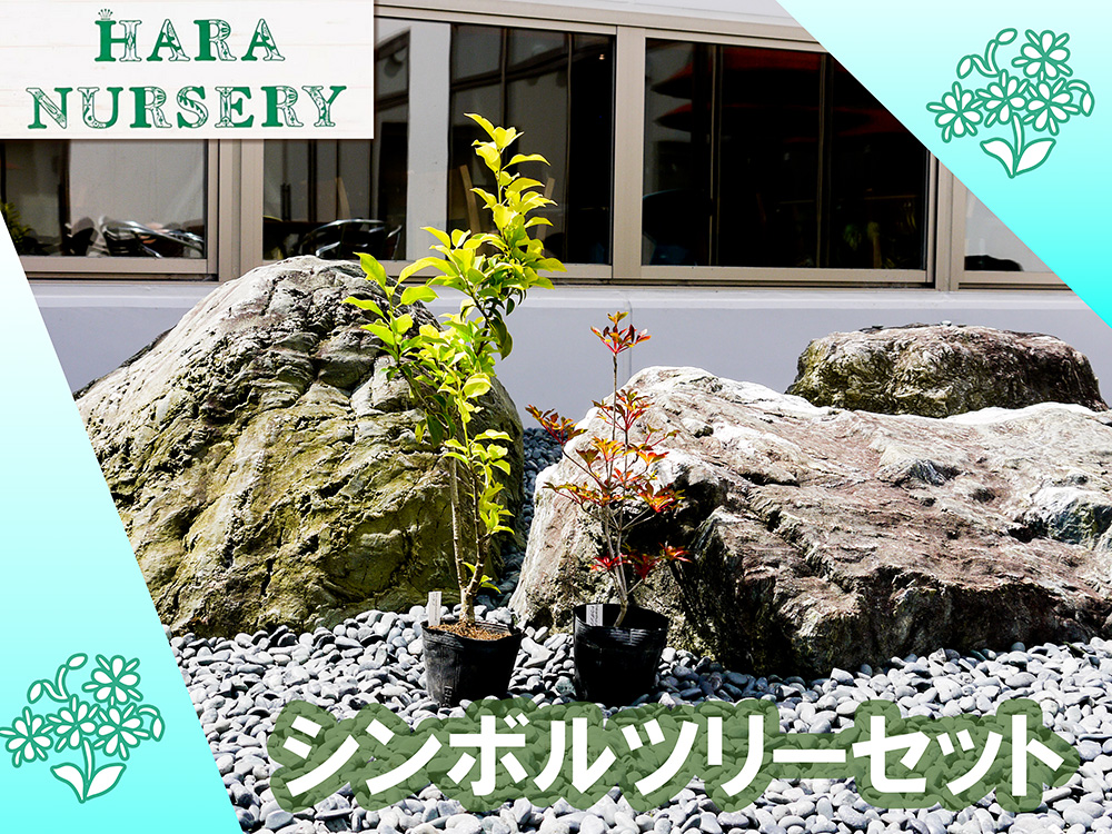 BS180_シンボルツリーセット 花 苗 植物 家庭菜園 花壇 プラ