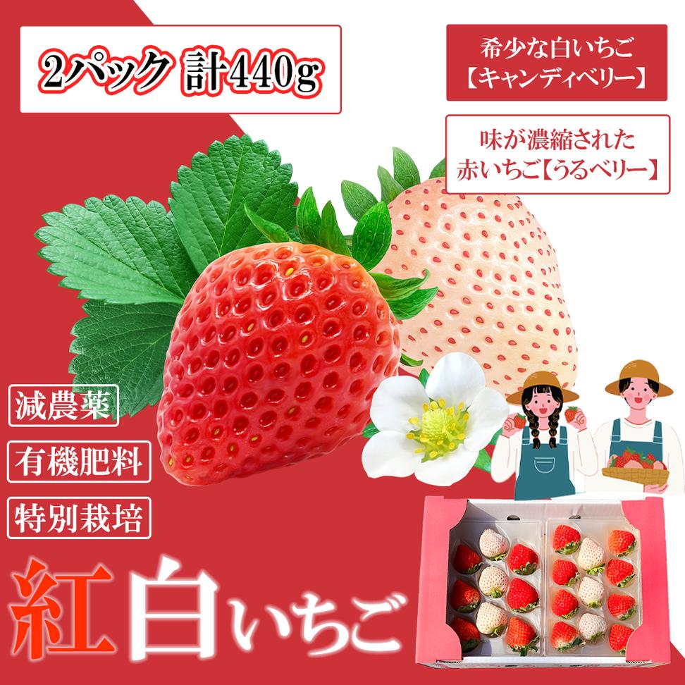 GF001_【2025年11月中旬～2026年4月発送】紅白いちご440g ゆりか