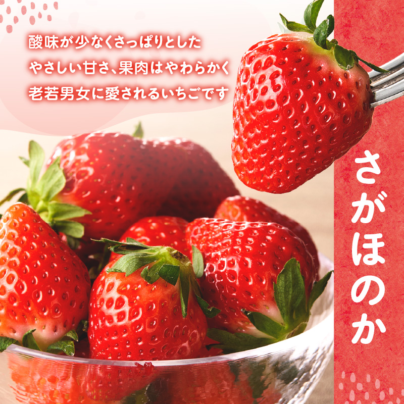 ★予約受付★平川いちご農園 佐賀県玄海町産いちご「さがほのか」2026年1月～4月順次配送
