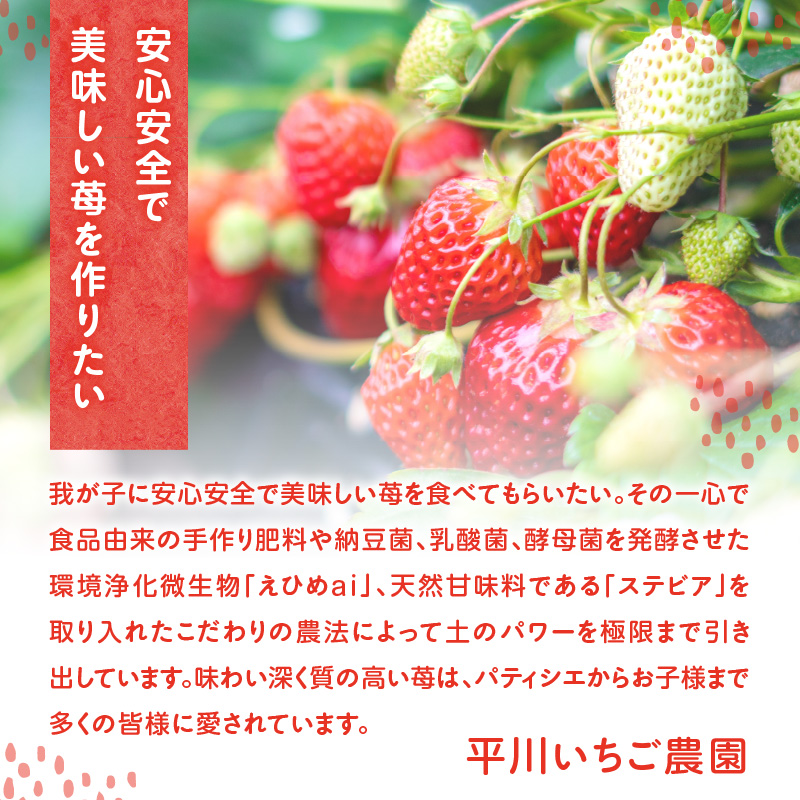★予約受付★平川いちご農園【2026年1月～5月 順次配送】玄海町産いちご（家庭用・訳あり）2kg ／ 送料無料 いちご さがほのか いちごさん 希少 果物 くだもの フルーツ デザート 予約受付 2kg