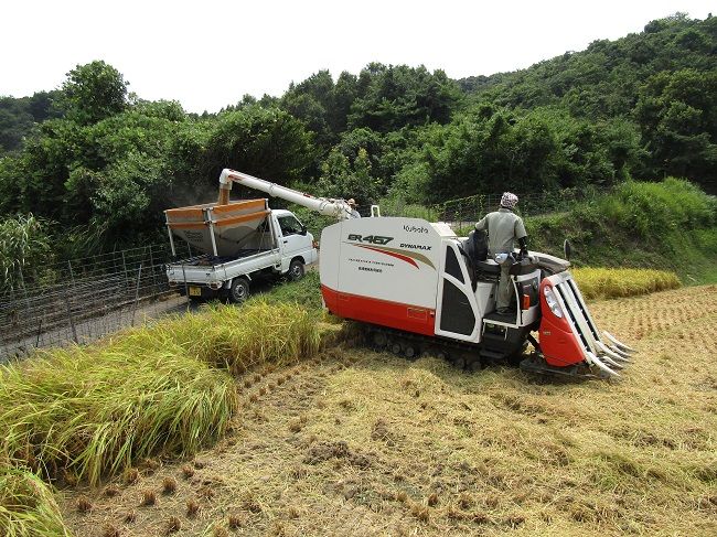 佐賀県玄海町産こしひかり 上場米 10kg ／ コシヒカリ こしひかり 米 お米 精米 白米 ご飯 棚田 上場米 数量限定 佐賀県 玄海町 常温 白米 10kg