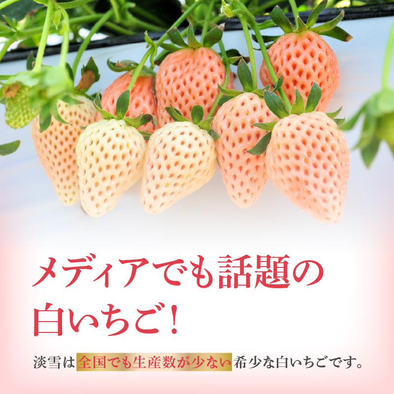 ★予約受付★杉山いちご農園 白いちご「淡雪（あわゆき）」2026年1月～5月中に順次配送 1箱2パック