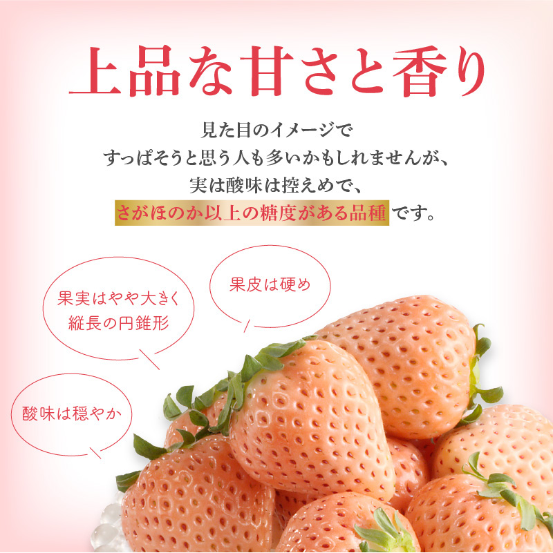 ★予約受付★杉山いちご農園 玄海町産いちご“淡雪（あわゆき）”　毎月定期便DX 定期便（2箱4パック）