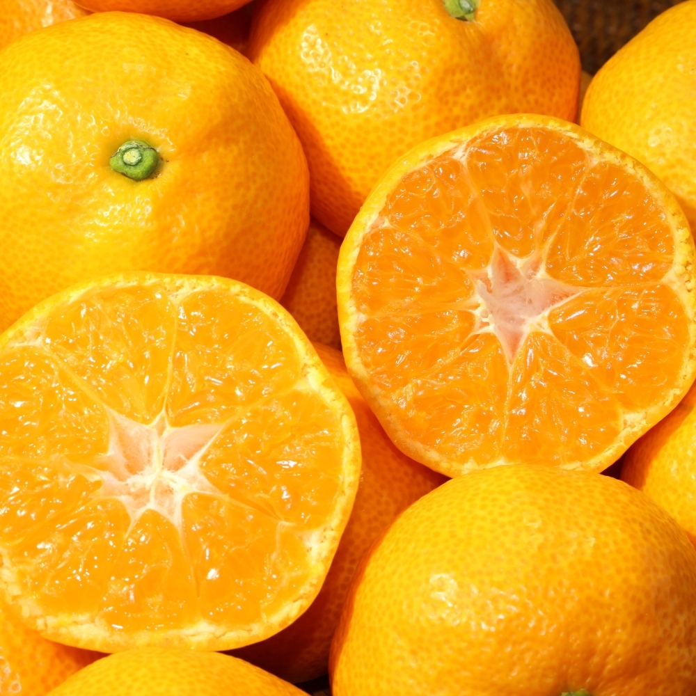 【定期便6回】旬のフルーツ定期便 ／ いちご キンショウメロン ハウスみかん 温室みかん イチゴ 苺 さがほのか 淡雪 真紅の美鈴 白いちご 黒いちご 果物 定期便 セット 冷蔵 佐賀県 玄海町