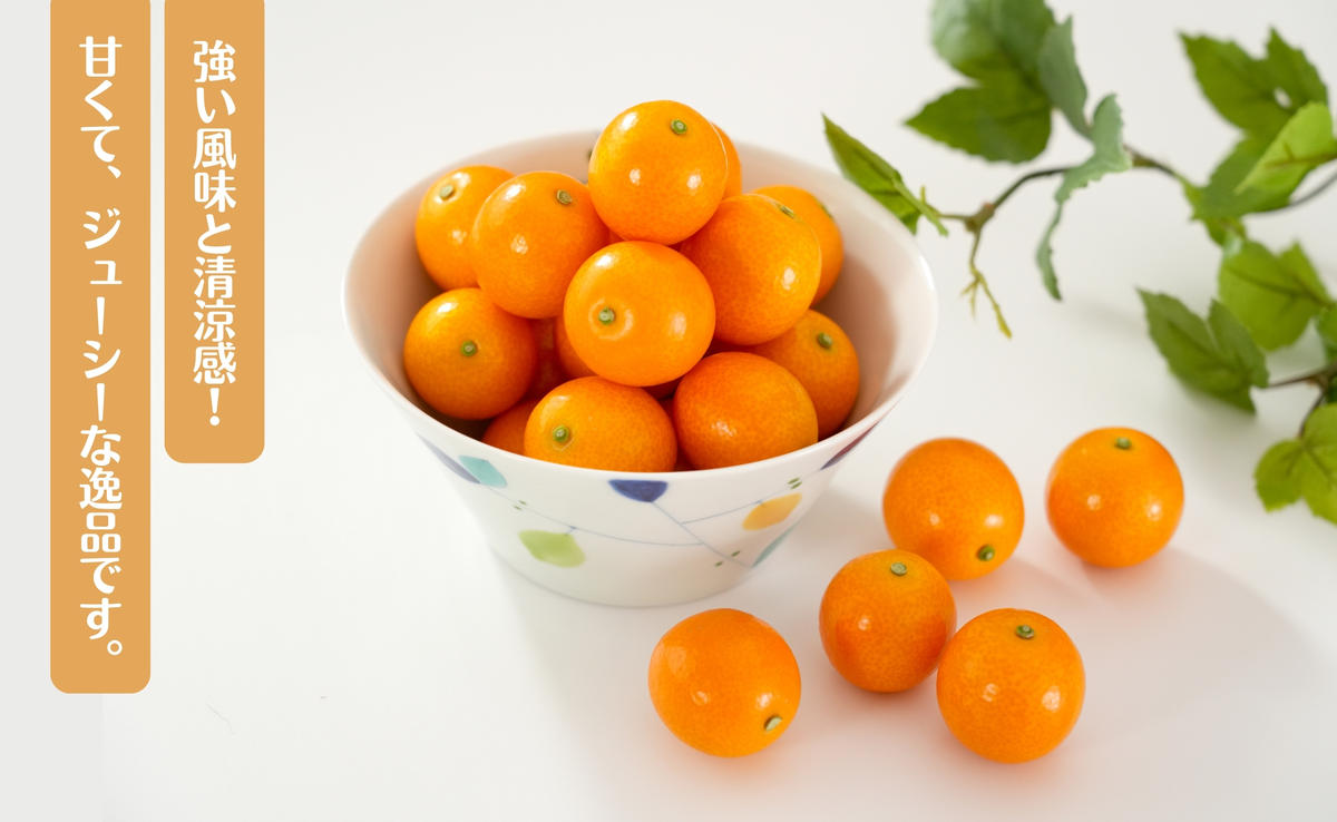 【減農薬栽培！甘くてジューシー！】有田産 完熟金柑 2kg【