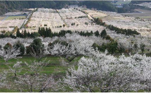 塩分控えめ！！食べやすい南高梅の梅干し 【JA伊万里】 漬