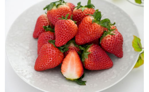 【眺めてうっとり、かじって甘い！】JAの「いちごさん」240