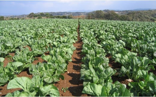 高菜乃華 8個入りセット 高菜漬一筋-前田食品工業 F15-32